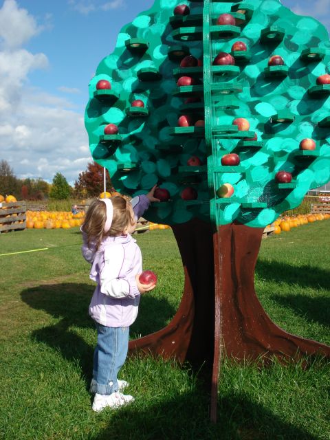 2000 Ford Crown Victoria - A young child in a purple jacket and jeans reaches for a red apple on a large, green, artificial apple tree display in an outdoor setting w…