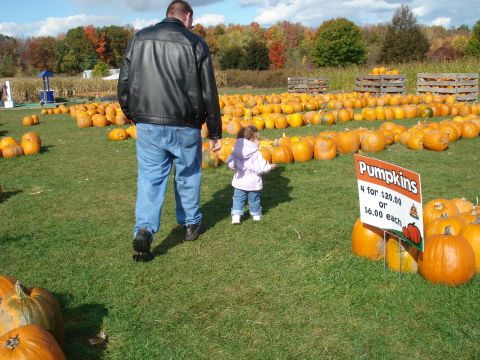 2000 Ford Crown Victoria - A man and a young child walk through a pumpkin patch with many pumpkins scattered on the grass and in wooden crates in the background. A si…