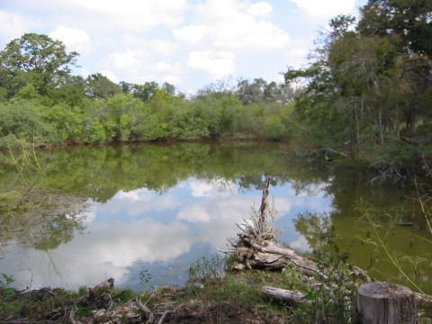 1996 Ford Bronco - A tranquil scene of a pond surrounded by lush green trees under a cloudy sky.