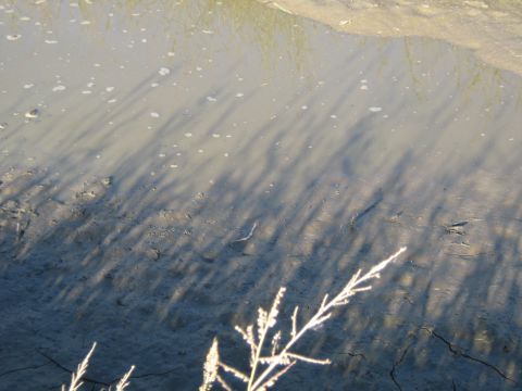 1990 Ford Bronco - Shadows stretch across a muddy surface with a plant in the foreground.