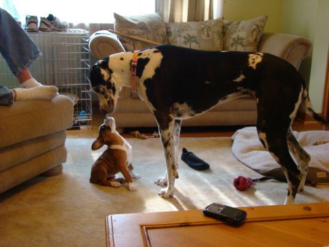 1948 Jeep Wrangler - Two dogs, a large Great Dane and a small puppy, meet on the floor of a living room.
