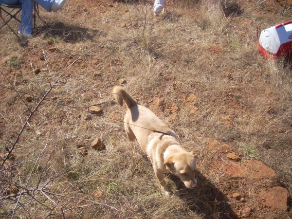 Tan dog on a leash walking through dry brush outdoors