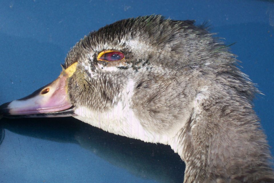 Close-up of a duck's head against a blue background. Watermark says SUPERMOTORS