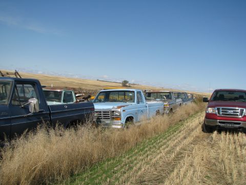 1983 Ford F-250 - Several pickup trucks are parked in a field under a clear blue sky, with dry grass in the foreground.