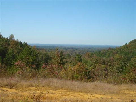 2008 International School Bus - A wide view of a wooded landscape with a clear blue sky above and a dirt path in the foreground.