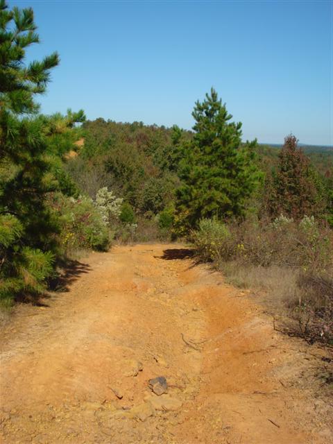 2008 International School Bus - Dirt road leads through a forest with green trees and brush under a bright blue sky.
