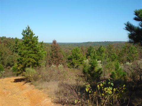 2008 International School Bus - Wooded landscape with a dirt road and trees under a clear blue sky.
