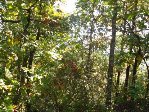 2008 International School Bus - A dense forest scene with sunlight filtering through the leaves, a watermark in the lower right corner.