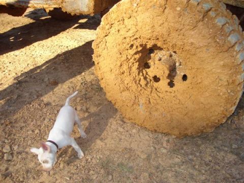 2008 International School Bus - Puppy explores the dirt next to a massive, mud-caked tire. Heavy equipment is partially visible.