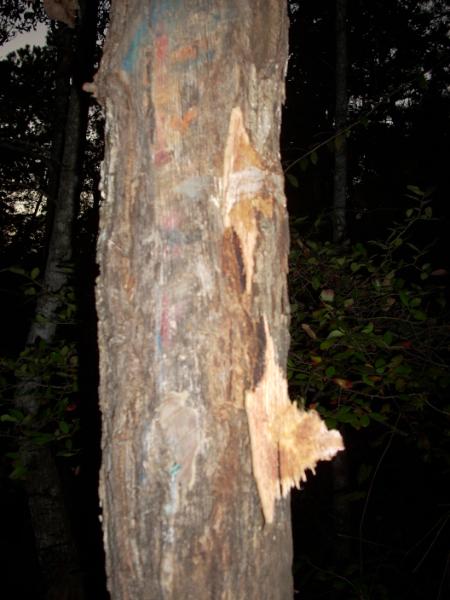 2008 International School Bus - Tree trunk with peeling bark and colorful markings in a wooded area.