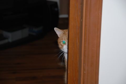1996 Ford Bronco - A curious orange cat with striking green eyes peeks out from behind a wooden door frame.