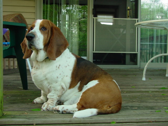 Basset hound sitting on a wooden deck near patio furniture and a sliding door