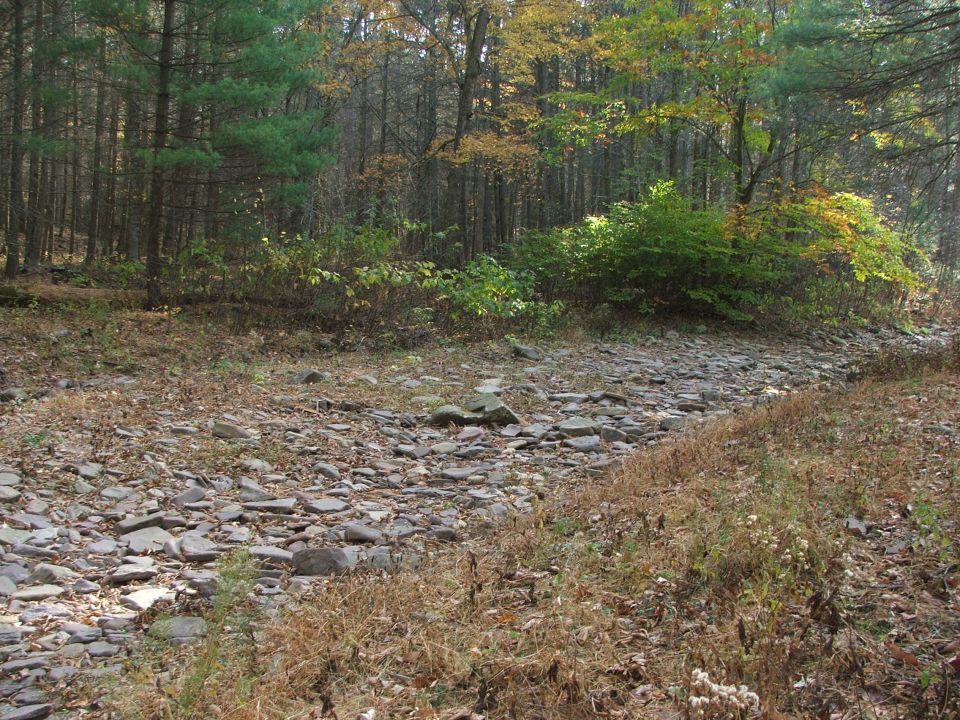 wooded area with a rocky, dry creek bed in the foreground and fall foliage on trees