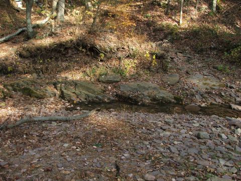 1996 Ford Bronco - A forest stream flows through a rocky bed covered in autumn leaves.