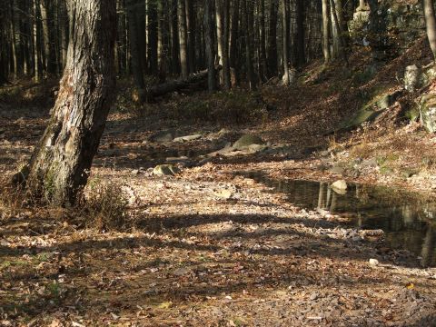 1996 Ford Bronco - A tranquil forest scene with a small stream meandering through fallen leaves and rocks.