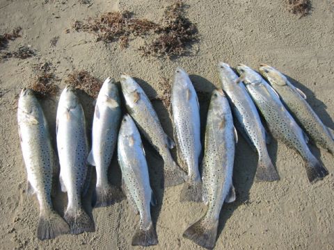1984 Ford Bronco - Limit of trout caught 6/19/03 in the surf.