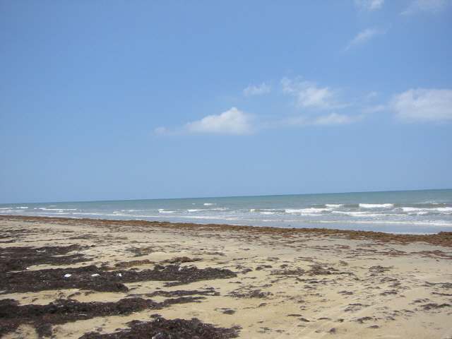 Sandy beach with seaweed washed ashore, small waves, and blue sky; no vehicle visible.