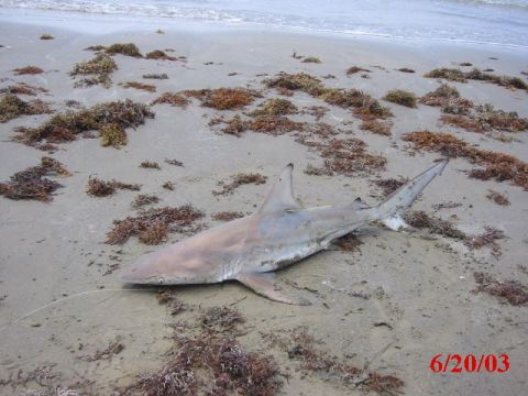 1984 Ford Bronco - 39" Blacktip caught at access# 5.