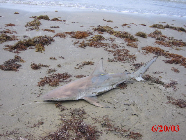 39" Blacktip caught at access# 5.
