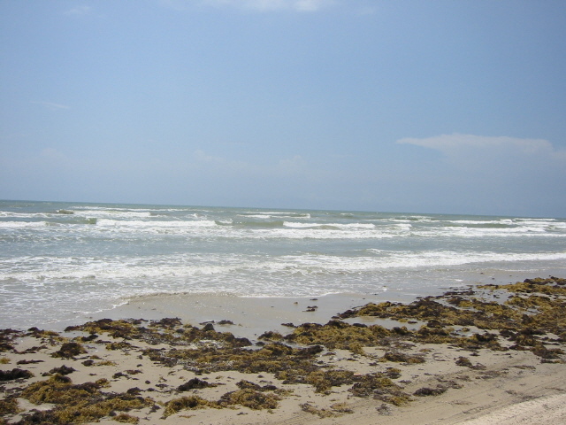 Sandy beach with seaweed and ocean waves under a blue sky