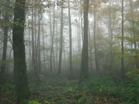1979 Ford F-150 - A dense forest shrouded in fog, with tall trees and lush green foliage covering the ground.