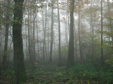 1979 Ford F-150 - A misty forest scene with dense trees and foliage, suggesting an autumn or damp weather day.