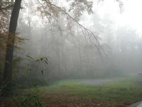 1979 Ford F-150 - A misty autumn day in the forest, with a path leading into the fog.