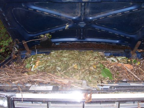 1991 Ford Bronco - The engine bay of a blue Ford Bronco is completely filled with leaves and branches, obscuring the engine.