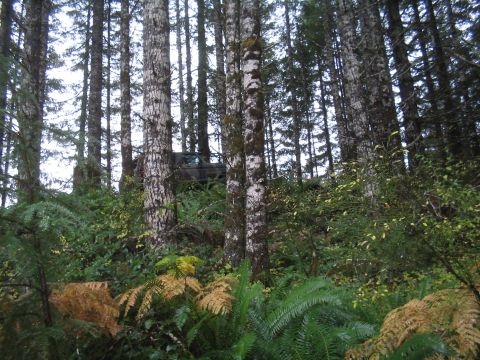 1989 Ford Bronco - A dark SUV is partially visible amongst dense trees and foliage on a hillside.