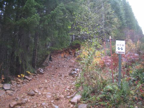1989 Ford Bronco - A trail sign with directional arrows and symbols stands amidst trees and foliage, indicating a path through a natural landscape.