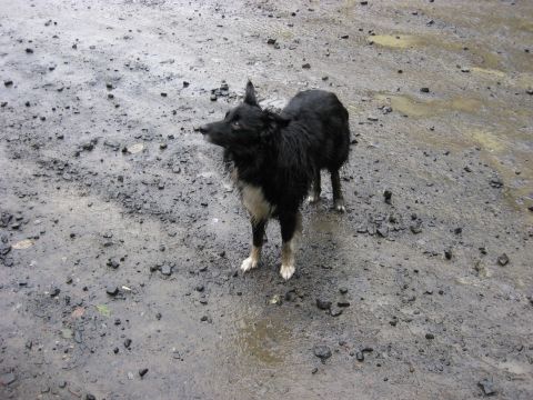 1979 Ford Bronco - A black and white dog stands on a muddy, rocky surface with puddles.