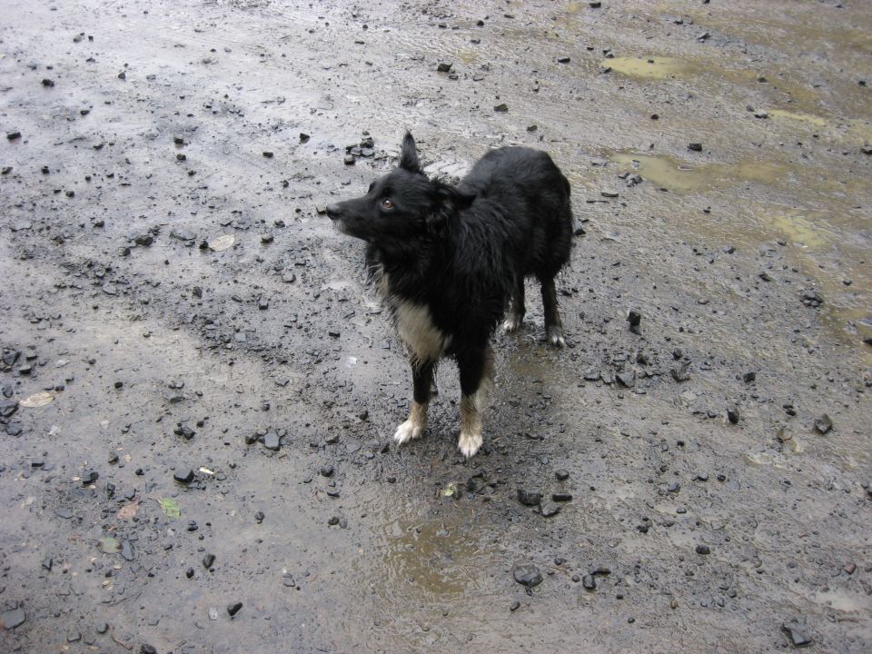 Dog standing on wet, gravelly ground