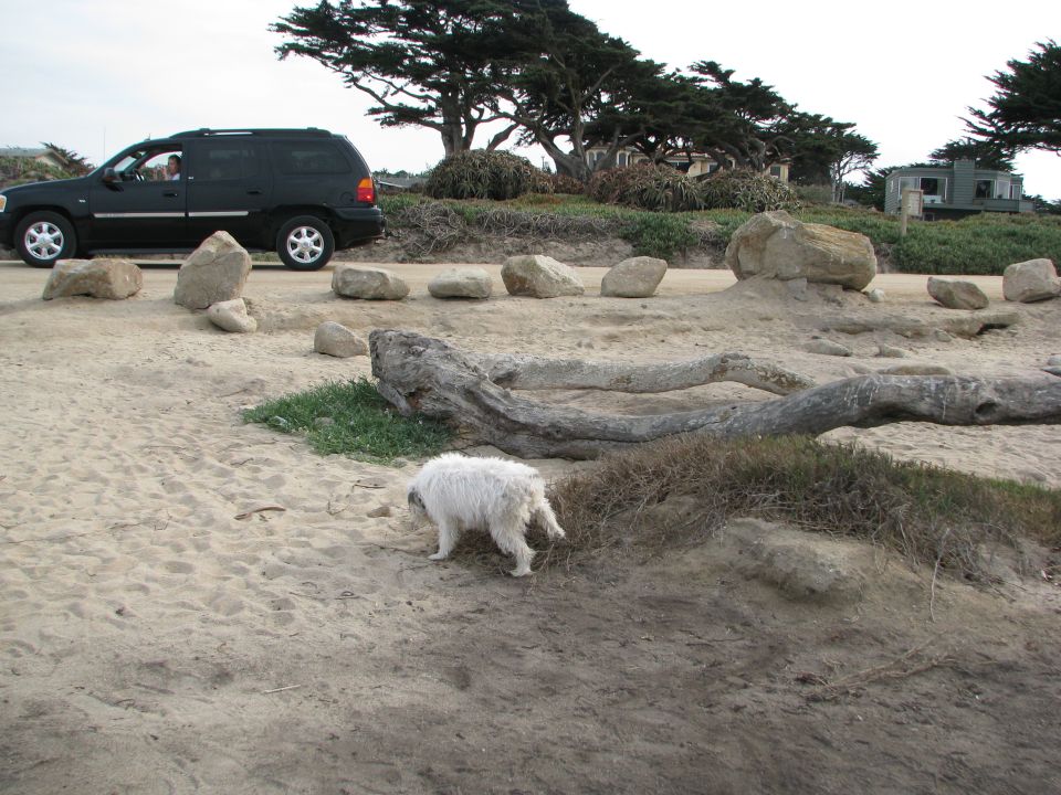 Black SUV parked on a dirt road next to a beach with a white dog in the foreground