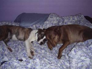 2007 Subaru Impreza - Two dogs are lying down together on a bed covered in floral patterned sheets.