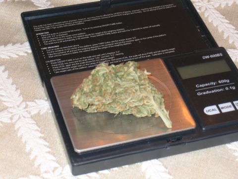 1996 Ford Crown Victoria - A digital scale is used to weigh a cannabis bud, displaying its weight.