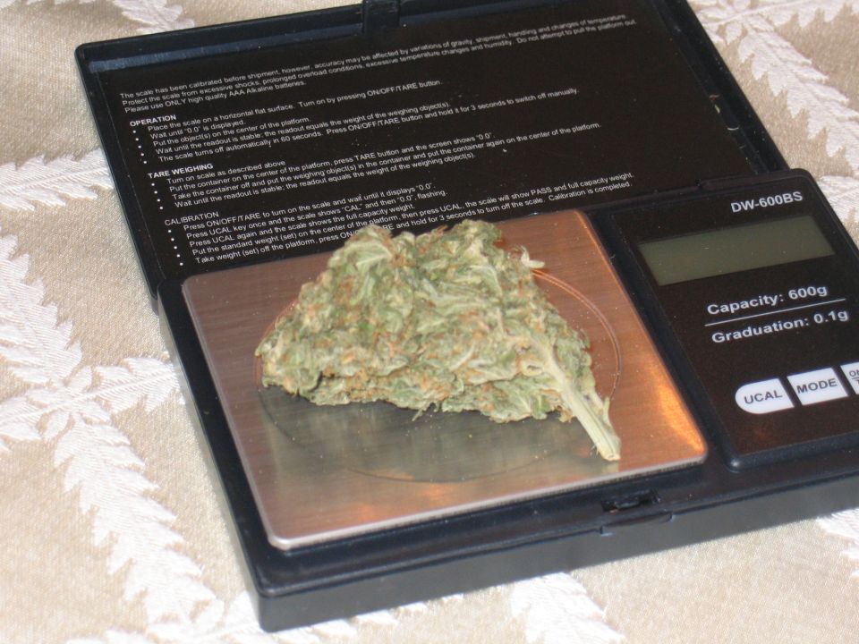 Digital scale weighing a cannabis bud. Scale shows capacity 600g, graduation 0.1g
