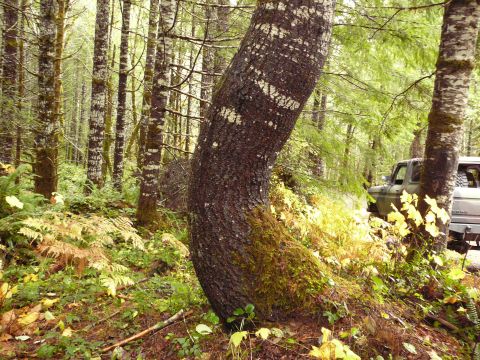1991 Ford Bronco - Cool Tree