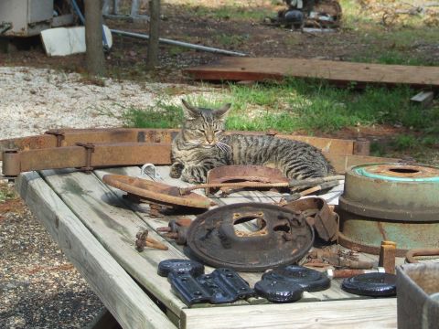 1967 Ford Bronco - A cat rests on a table scattered with old brake components and drums, with a trailer in the background.
