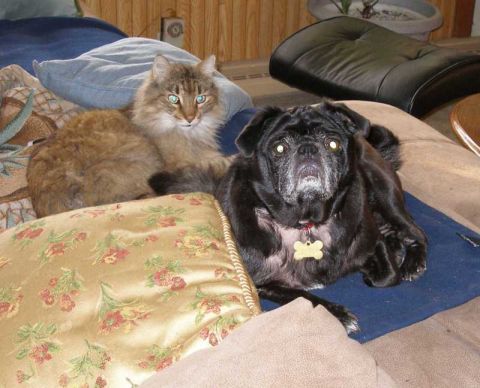 1997 Ford Taurus - A cat and a pug relax on a couch, with a "SuperMotors.net" watermark visible in the corner.