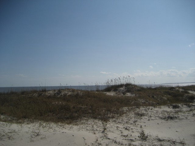 beach dunes with tall grass, ocean in background under a clear blue sky