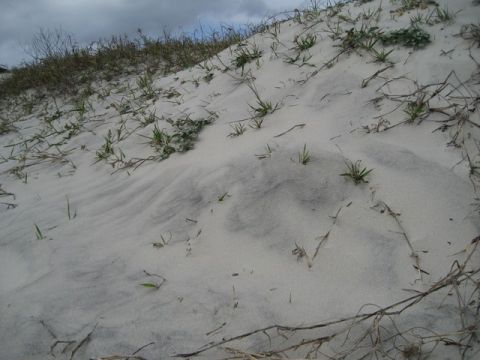 1995 Ford Bronco - A view of sand dunes covered in sparse vegetation, with a cloudy sky overhead.