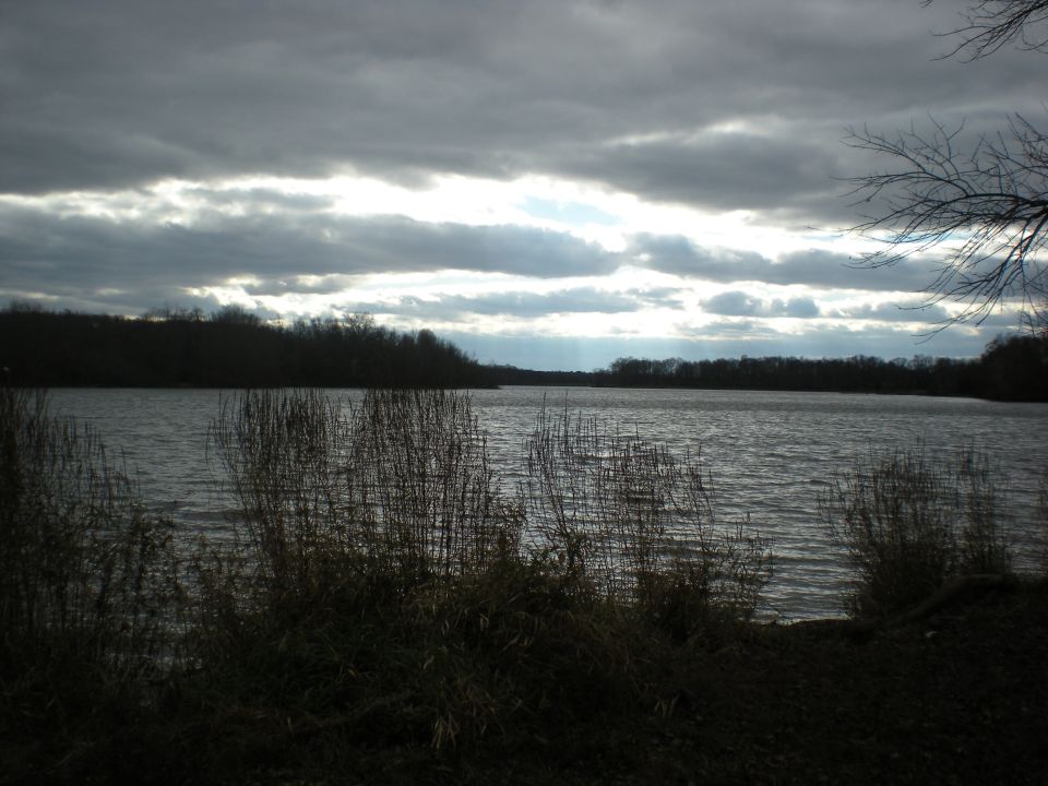 Lake and trees under a cloudy sky with reeds in the foreground
