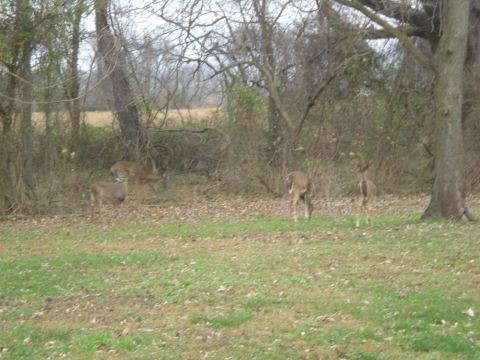 1993 Ford Bronco - A group of deer graze in a wooded area on a cloudy day.