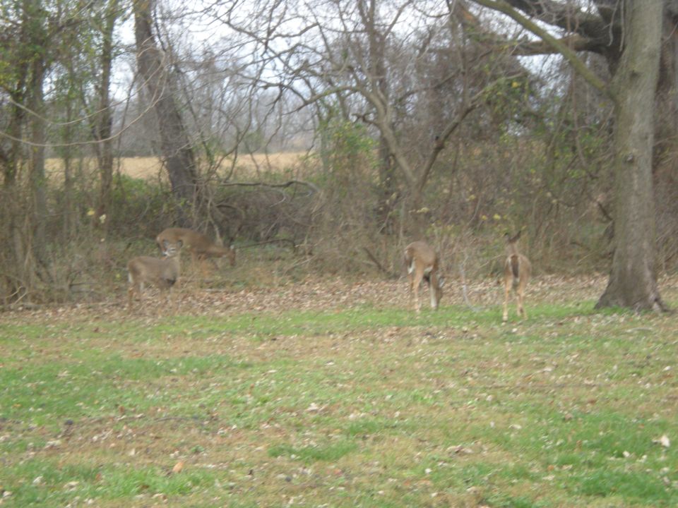 Four deer in a grassy field with trees and brush in the background