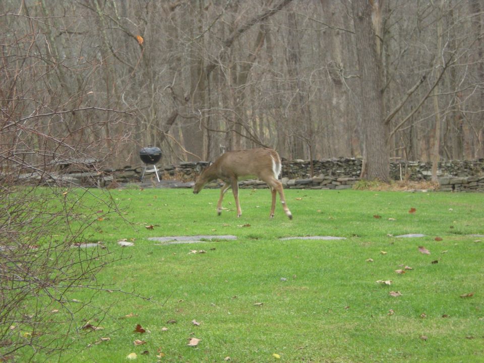 A deer grazing in a yard with a grill and stone wall.