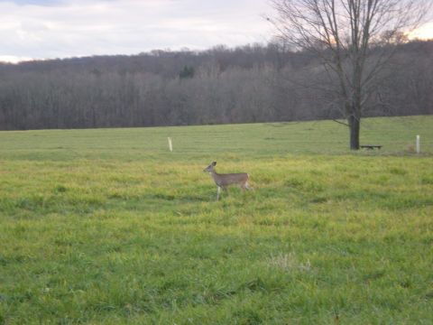 1993 Ford Bronco - A deer is seen in a wide grassy field under an overcast sky, with a single tree visible to the right.