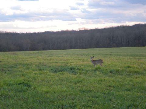 1993 Ford Bronco - A deer pauses in a grassy field, with a dense forest bordering the horizon.
