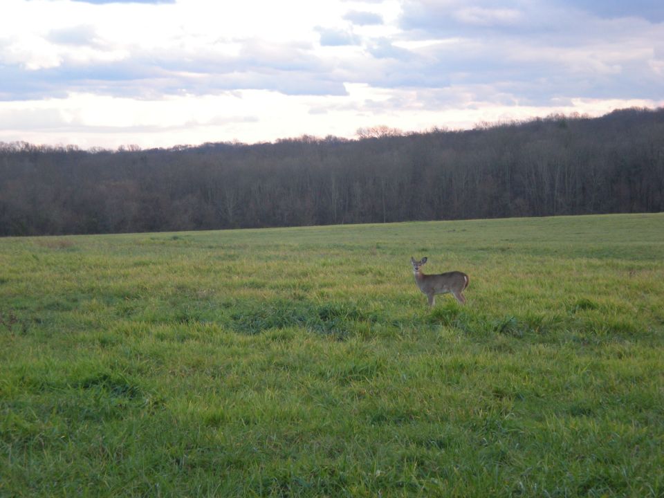 Deer standing in a wide, green field with a treeline in the background under a cloudy sky