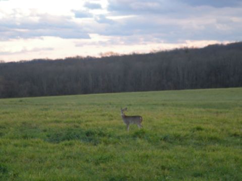 1993 Ford Bronco - A lone deer grazes in a field under a cloudy sky, with a dense forest in the distance.