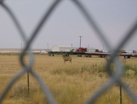 1990 Ford Bronco - A deer stands in a dry field with trailers and buildings visible in the distance.